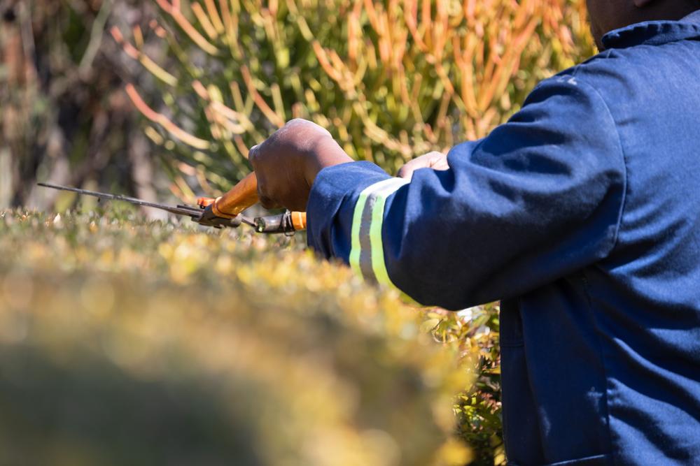A grounds worker in blue overalls with reflective trim trimming a hedge with shears.